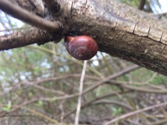 Cepaea nemoralis