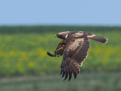 Booted Eagle