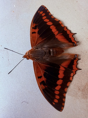 Charaxes lucretius intermedius