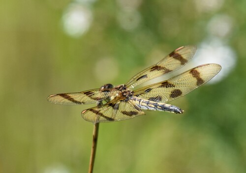 Halloween pennant