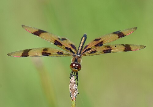 Halloween pennant