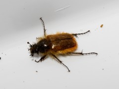 Eulasia bicolor dichroa