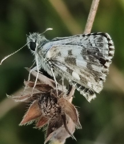 Oberthür's grizzled skipper