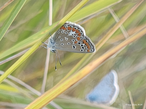 Common Blue