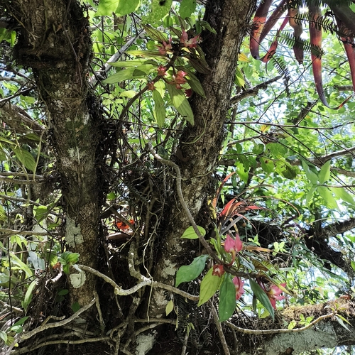 Columnea erythrophaea