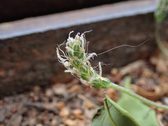 Plantago coronopus