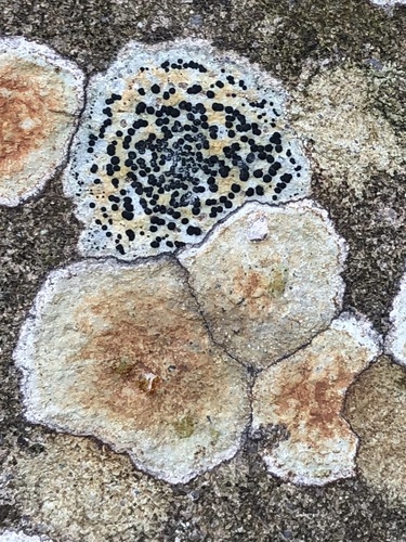 concentric boulder lichen