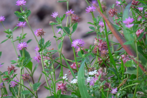 Reversed clover