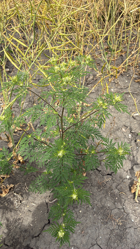 common ragweed