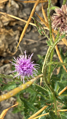 creeping thistle