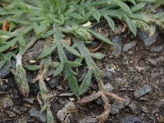 Plantago coronopus