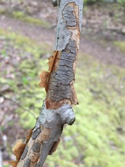 Diatrype decorticata