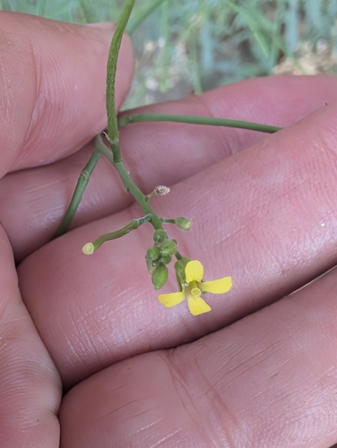 Sisymbrium orientale, photograph 6
