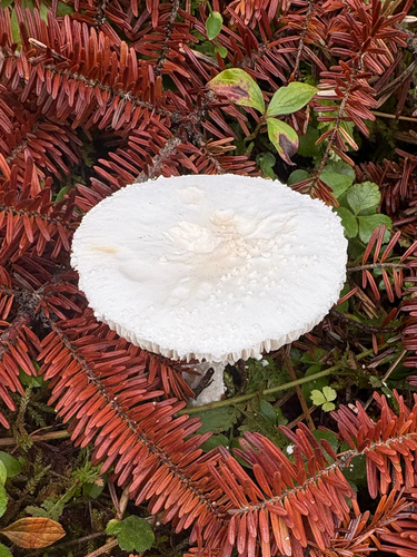 White Dapperling