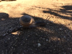 Helminthoglypta stiversiana