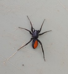 Castianeira descripta