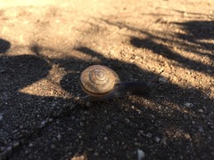 Helminthoglypta stiversiana