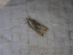 Anacampsis innocuella