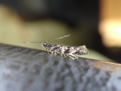 Aristotelia amelanchierella