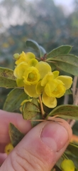 Berberis julianae