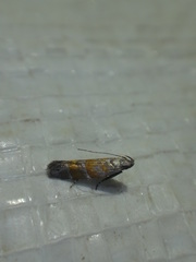 Battaristis vittella