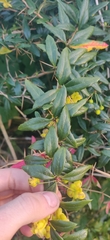 Berberis julianae