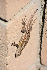 Sceloporus occidentalis