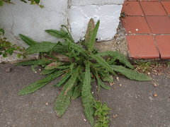 Helminthotheca echioides