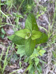 Eupatorium rotundifolium