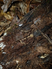 Andrognathus corticarius