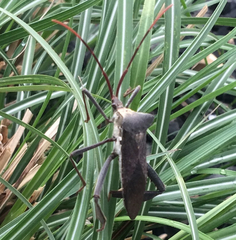 Acanthocephala declivis