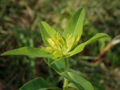 Euphorbia oblongata