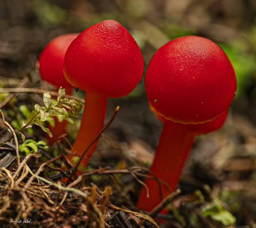 Scarlet Waxy Cap
