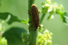 Lixus concavus