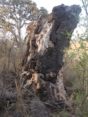 Quercus castanea