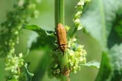 Lixus concavus