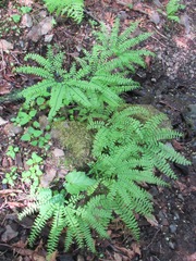 Adiantum aleuticum aleuticum
