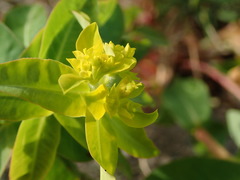 Euphorbia oblongata