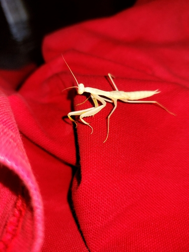 European Mantis