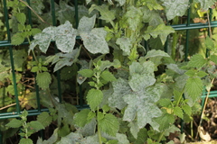 Golovinomyces montagnei