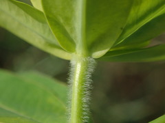 Euphorbia oblongata