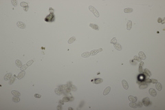 Golovinomyces montagnei