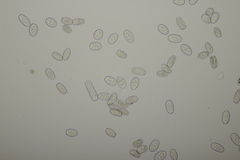 Golovinomyces montagnei