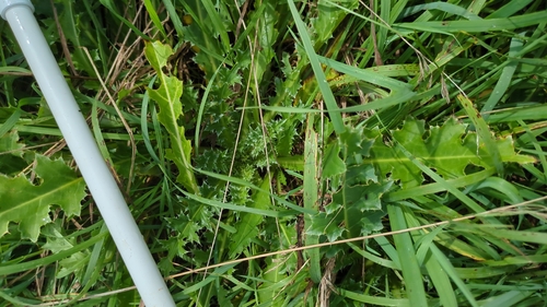 musk thistle
