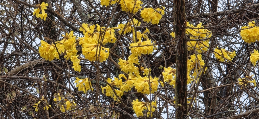 Handroanthus ochraceus; photograph (c) Barry Stewart, some rights reserved (CC BY)