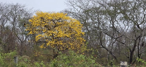 Handroanthus ochraceus, photograph 4