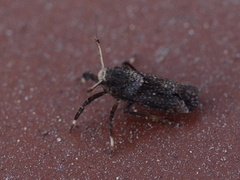 Asiracinae