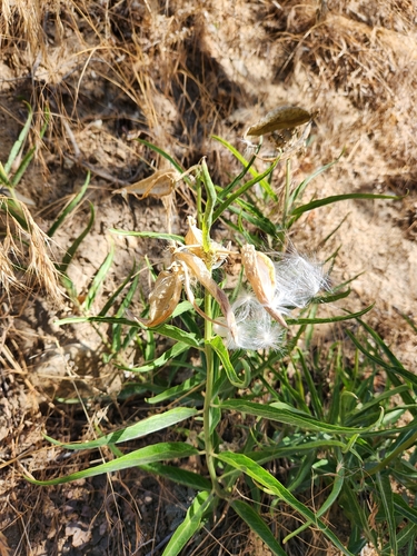 Asclepias asperula, photograph 2