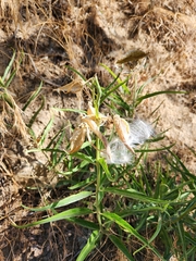 Asclepias asperula, photograph (c) Jared Tholen, some rights reserved (CC BY)