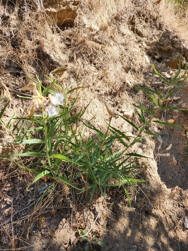 Asclepias asperula, photograph 3